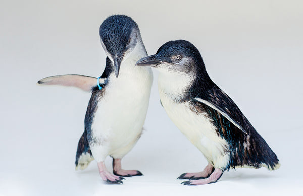 image of little blue penguins 