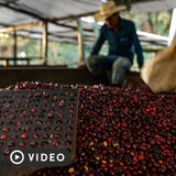 Origin Trip: Finca El Socorro