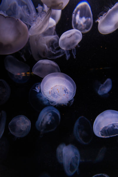 jelly fish at birch aquarium