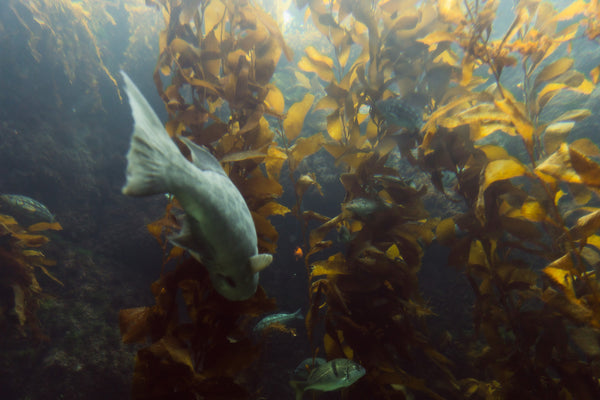 kelp and fish at Birch Aquarium