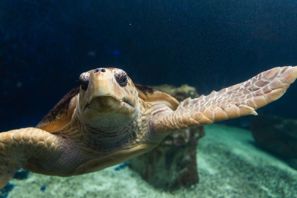 turtle swimming towards us at birch aquarium