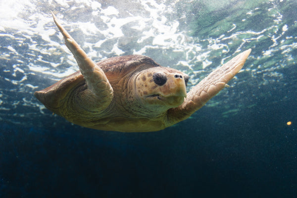 turtle swimming at Birch Aquarium