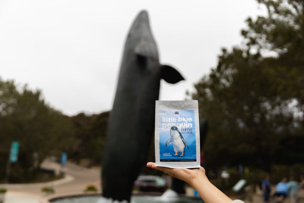 Bird Rock Coffee Roasters Little Blue Penguin blend in front of whale statue at Birch Aquarium 