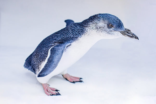 Little Blue Penguin with showing blue feathers