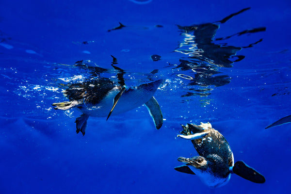 Little Blue Penguins diving into water 