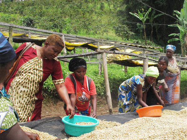 Bird Rock Coffee Roasters - Congo Munngano 